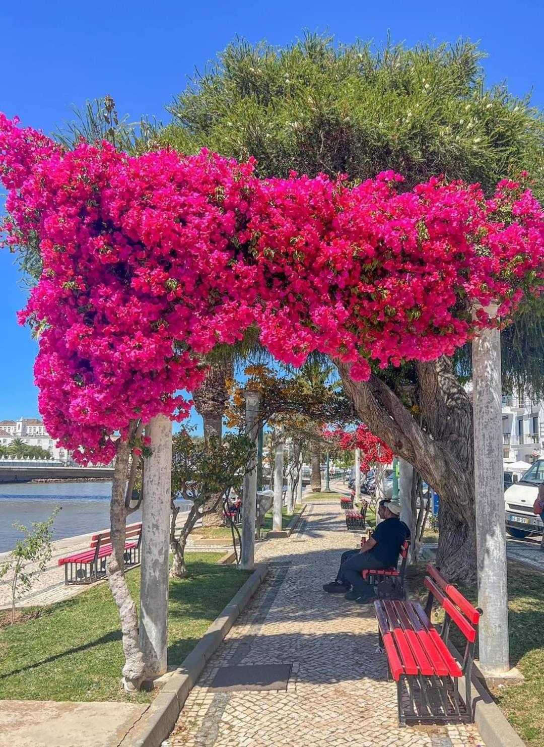 Tavira Garden Oasis Apartment Luaran gambar